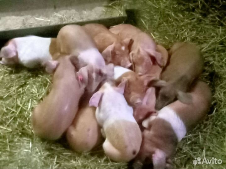 Пьетрен-см-1