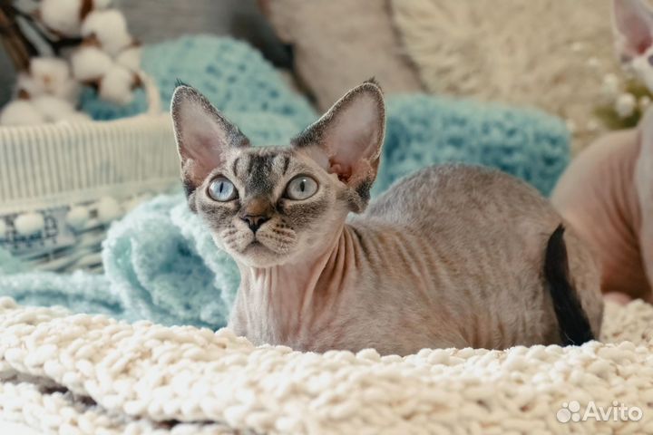 Мои дорогие дети: молодая кошка красавица