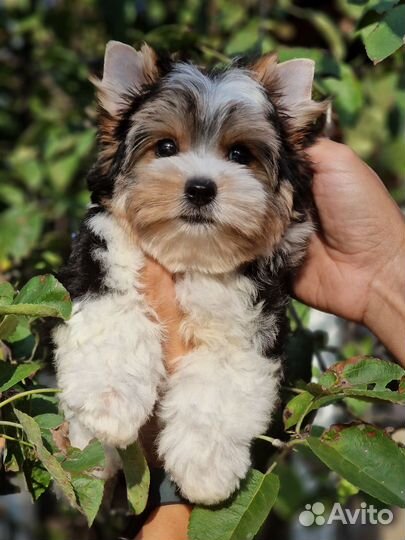 Бивер мальчик