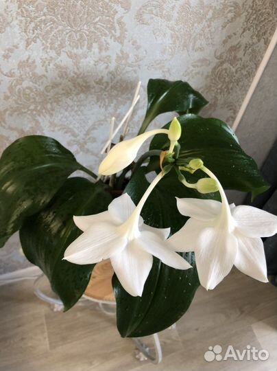 Цветок взрослый с горшком