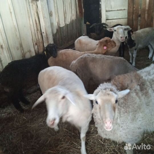 Овцы Бараны