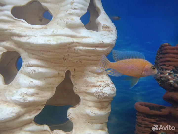 Аквариумные рыбки