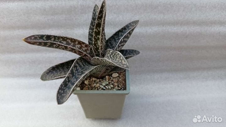 Кактусы и суккуленты