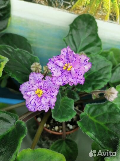 Сортовые фиалки