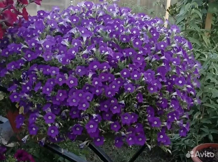 Ампельная вегетативная петуния и из семян