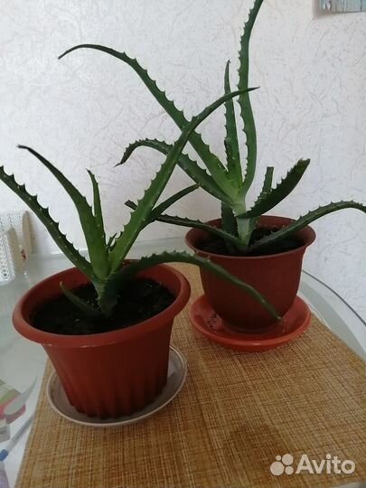 Домашние растения цветы