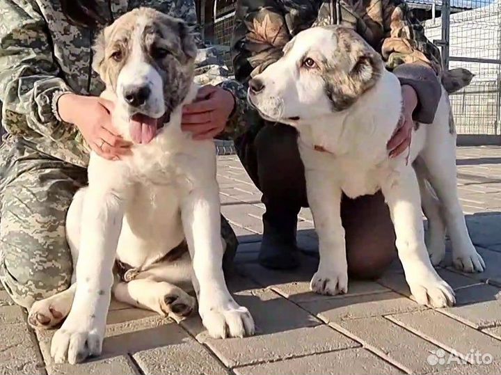 Среднеазиатская овчарка алабай щенки