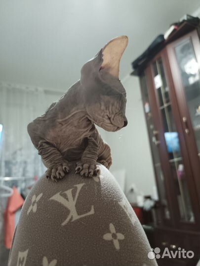 Кошка Сфинкс