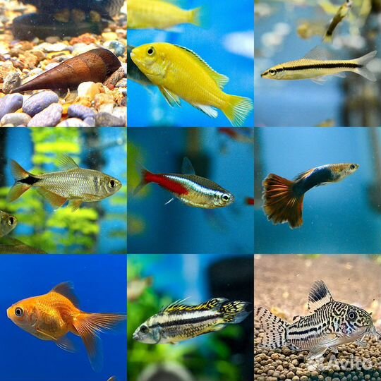 Аквариумные рыбки
