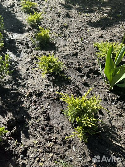 Можжевельник