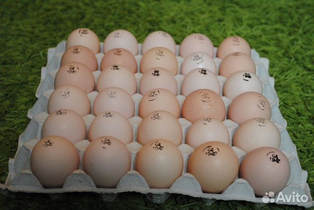 Инкубационное яйцо бройлера росс-308 на 27-29 мая