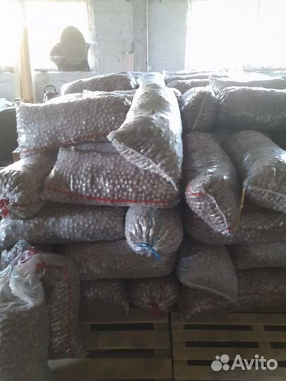 Грецкий орех