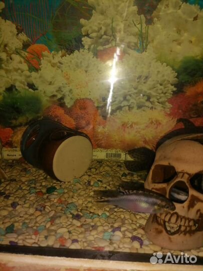 Аквариум с рыбками