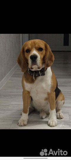 Бигль кобель