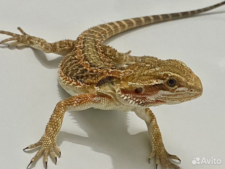 Бородатая агама