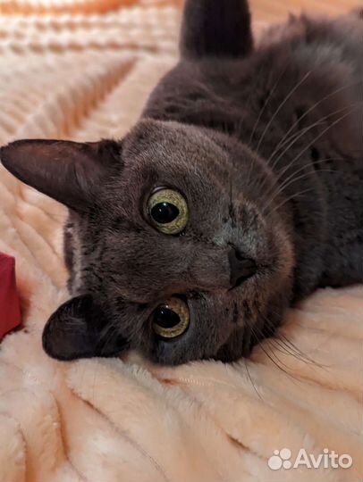 Обречённая на одиночество. Кошечка в дар