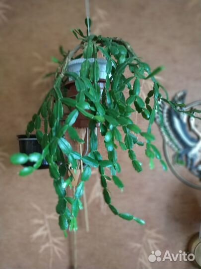 Цветок Декабрист, Ахименесы и др. Растения