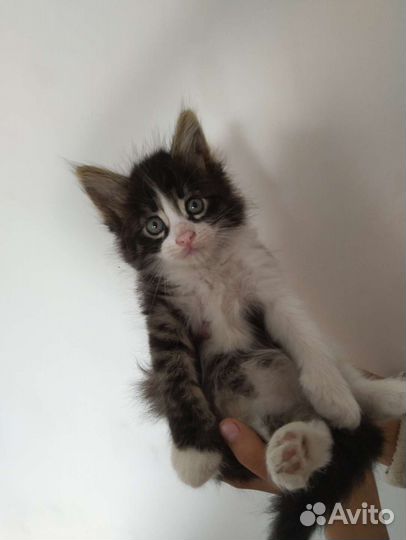 Котята мейн-кун метис