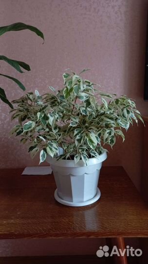 Фикус бенджамина
