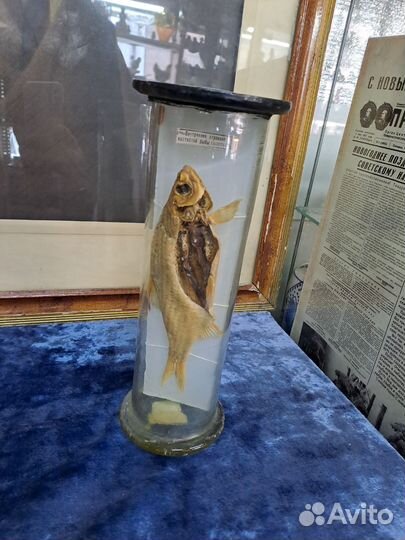 Чучело рыбы