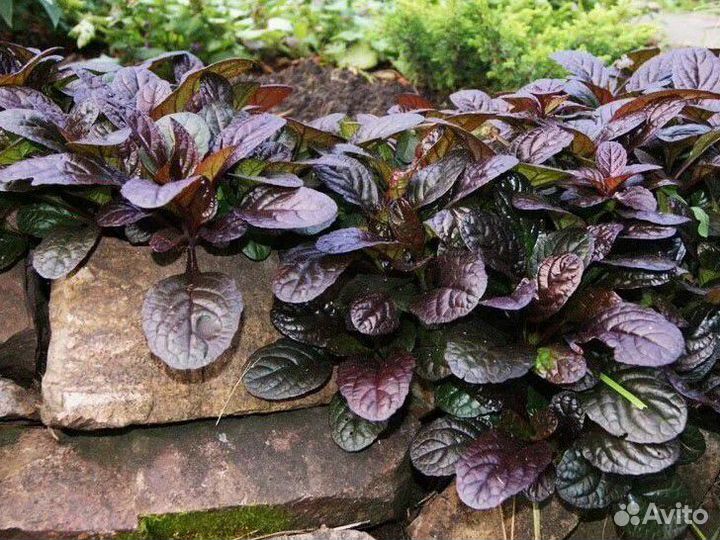 Почвопокровные растения