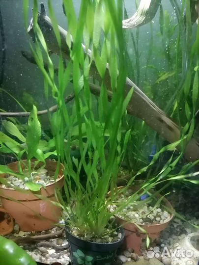 Аквариумные растения и улитки