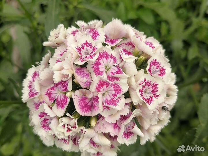 Вербена турецкая гвоздика