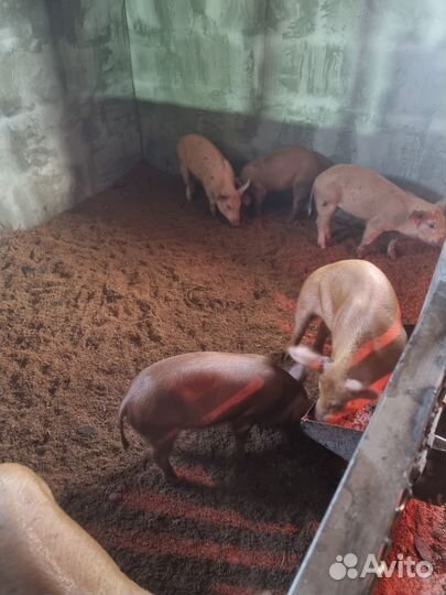 Поросята ландрас дюрок