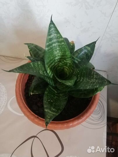 Сансевиерия ханни