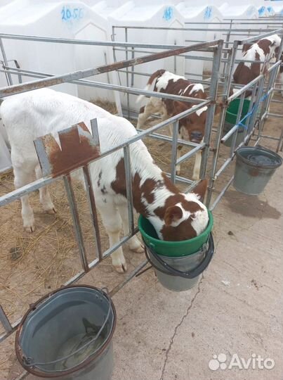 Бычки на откорм