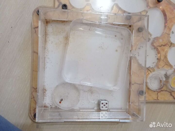 Муравьиная ферма