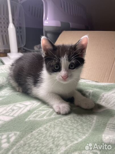 Котенок в добрые руки