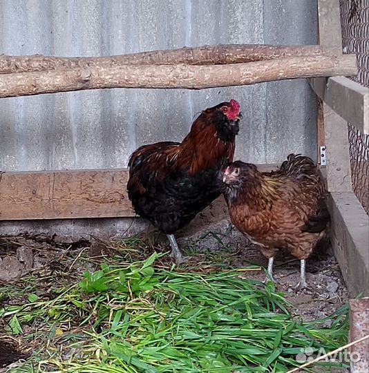 Чистопородные петушки