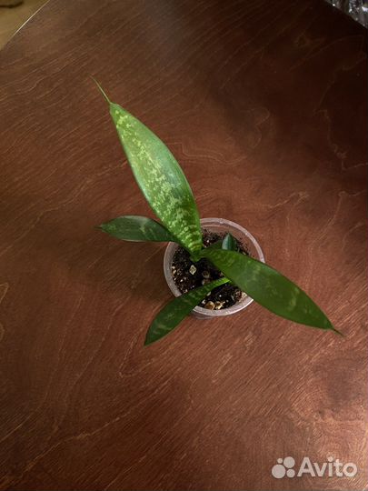 Комнатные растения2