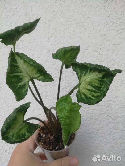 Сингониум Годзилла