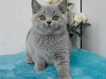 Британские голубые котята с родословной