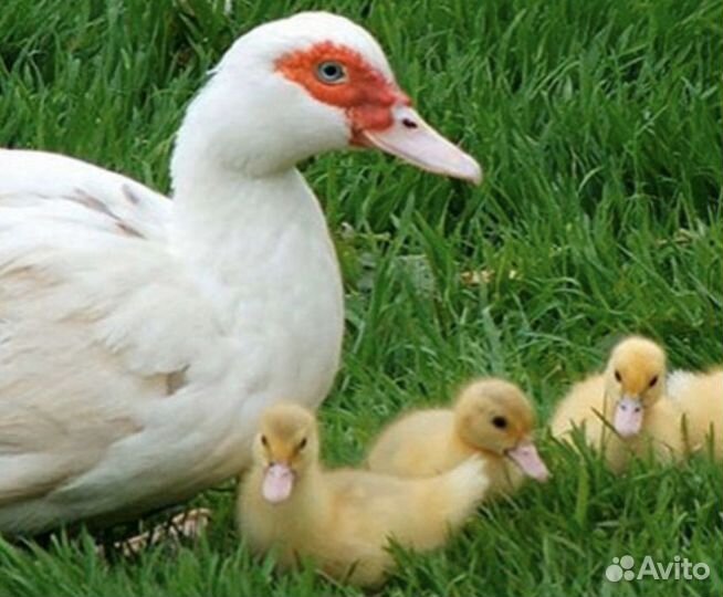 Суточные Утята Мускусные Белые ст-6