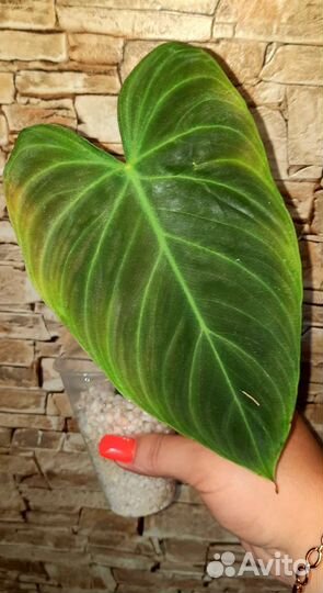 Филодендрон Кобра желтая,Карамель марбл,Сплендид