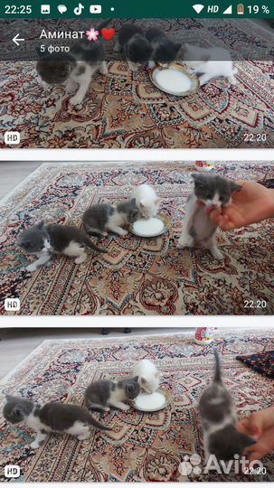 Котята в добрые руки