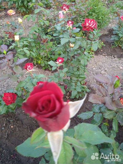 Чайно гибридные розы