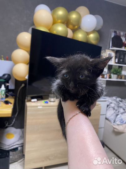 Котята орики