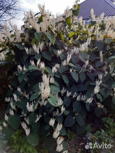 Декоративные деревья и кустарники