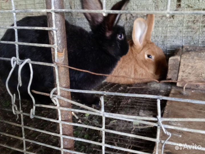 Кролики мясных пород