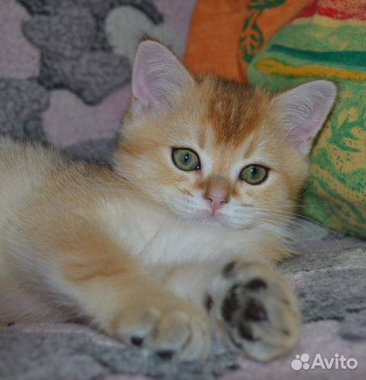 Супер -кот золотого окраса