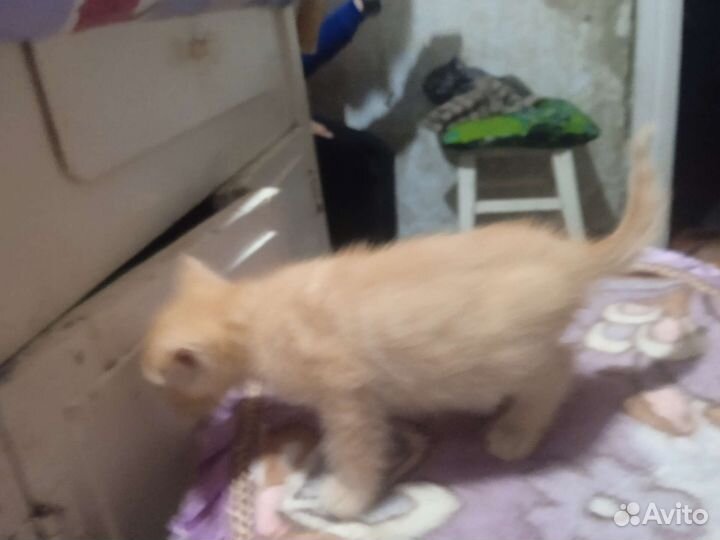 Котёнок мальчик в добрые руки