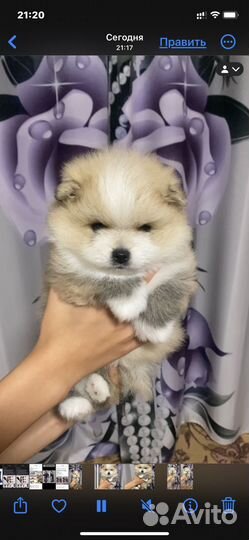 Щенки шпицы