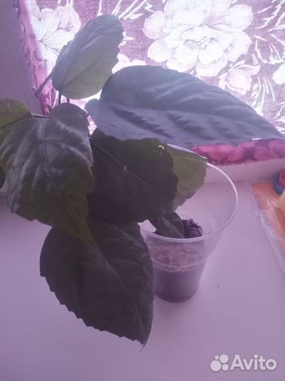 Гибискус или китайская роза, Махровый красный