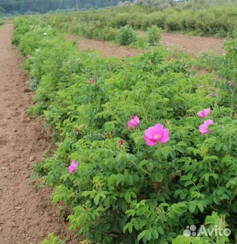 Шиповник морщинистый