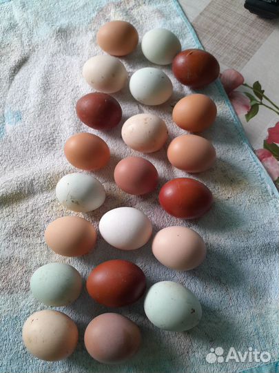 Куры, петухи