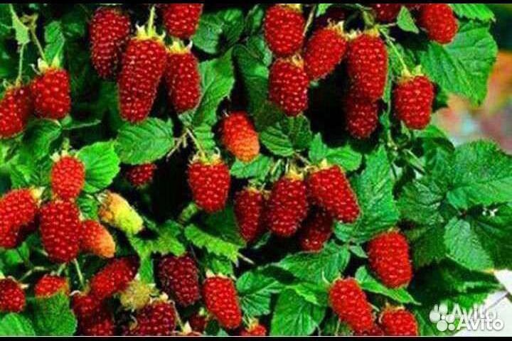 Малиновое дерево